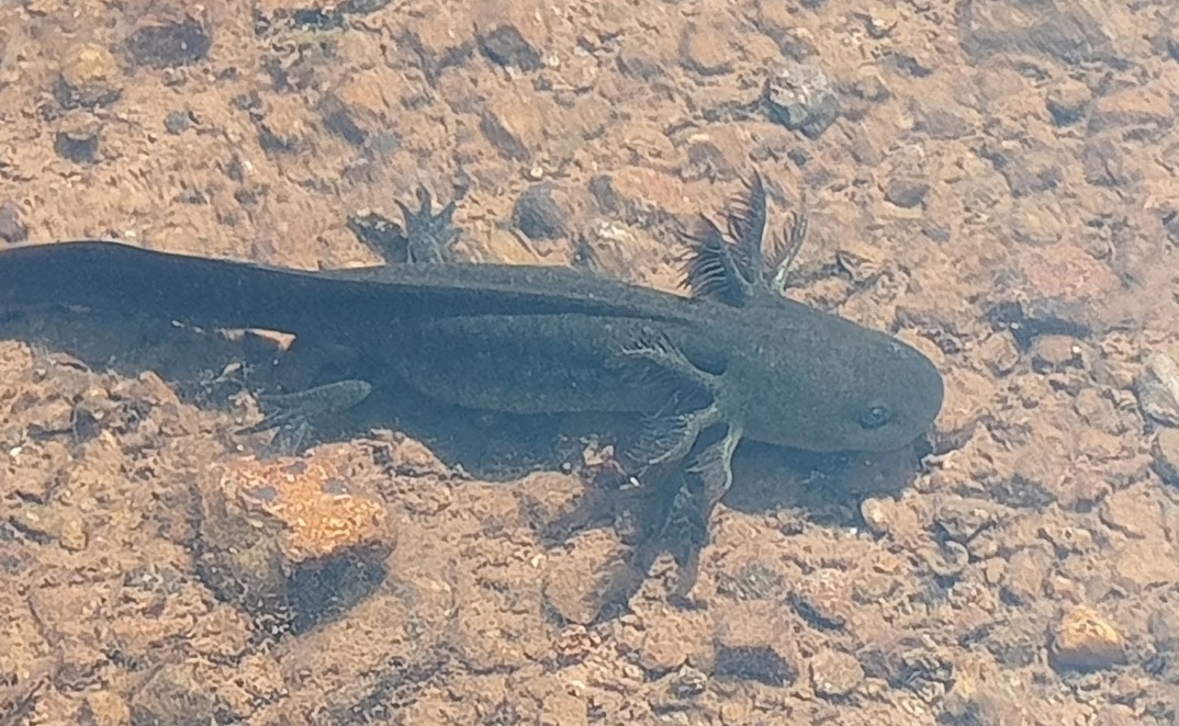 Ajolote