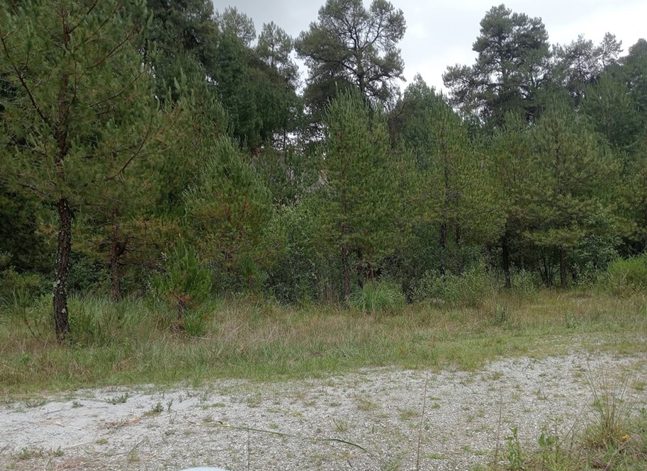 sendero